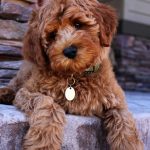 Goldendoodle Full Grown Size: How big are they?