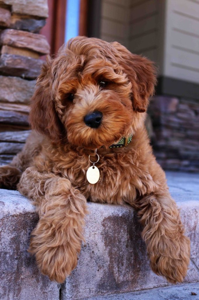 Goldendoodle Full Grown Size: How big are they?