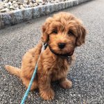 How to Choose Doodle Dog