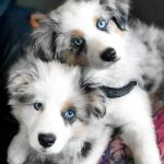 How to Start a Business with Australian Shepherds by Get Da Cash Nov, 2023