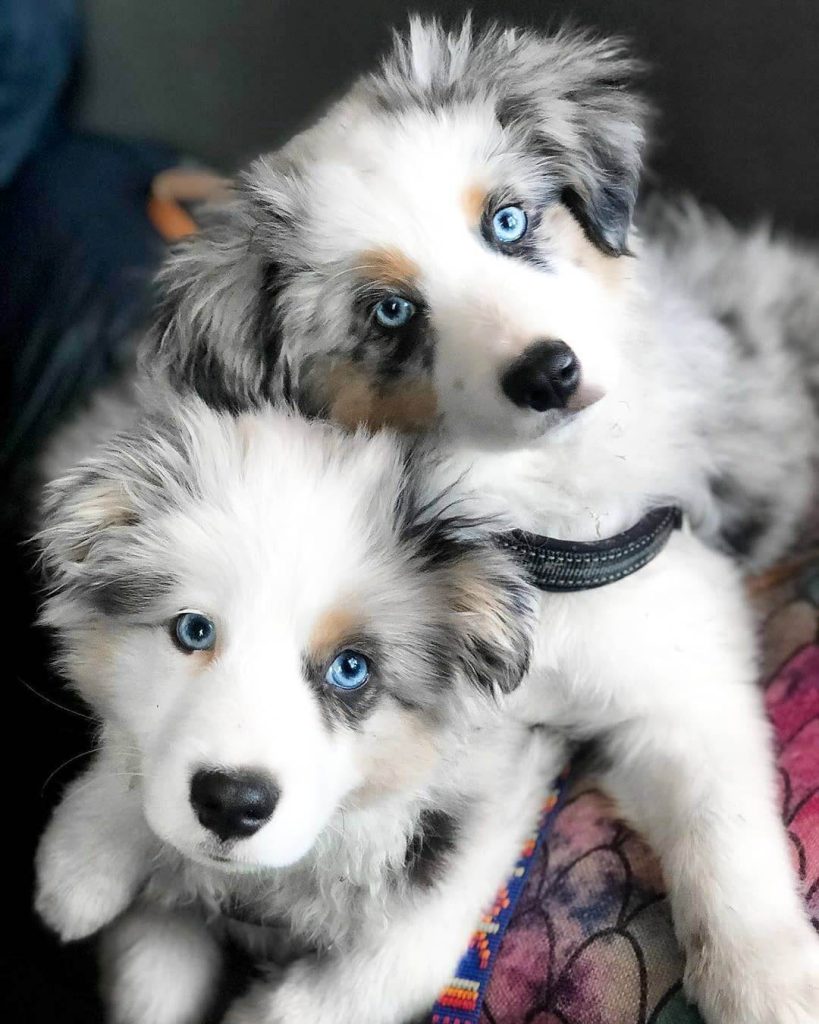 How to Start a Business with Australian Shepherds by Get Da Cash Nov, 2023