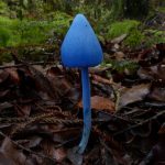 How ‘magic mushrooms’ could follow in the footsteps of cannabis