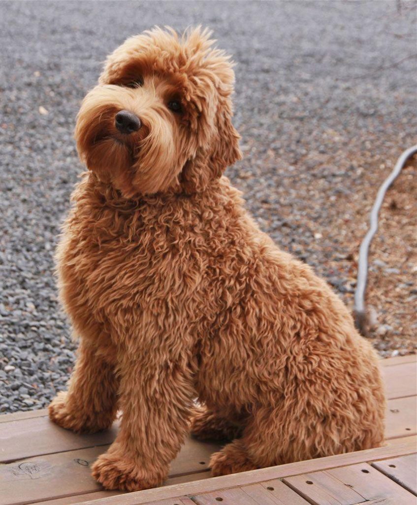 How to Choose the Best Doodle Breed For Your Family