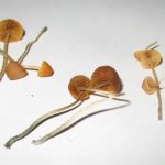 Colorado regulators don’t know how to roll out “magic” mushroom legalization