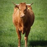 Grass to gas: How cow dung can help India decarbonize
