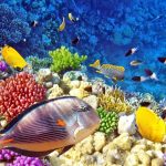 Tips On How To Start Scuba Diving