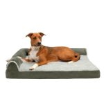 How Dogs Work HowStuffWorks
