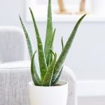 How To Propagate Aloe: A Complete Guide Steps + FAQs