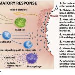 How zinc boosts the immune system Fred Hutchinson Cancer Center