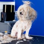 How to Become a Dog Groomer in Australia