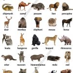 How do Animals Work? Apps on Google Play