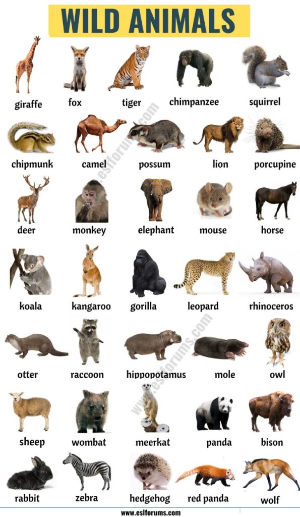 How do Animals Work? Apps on Google Play