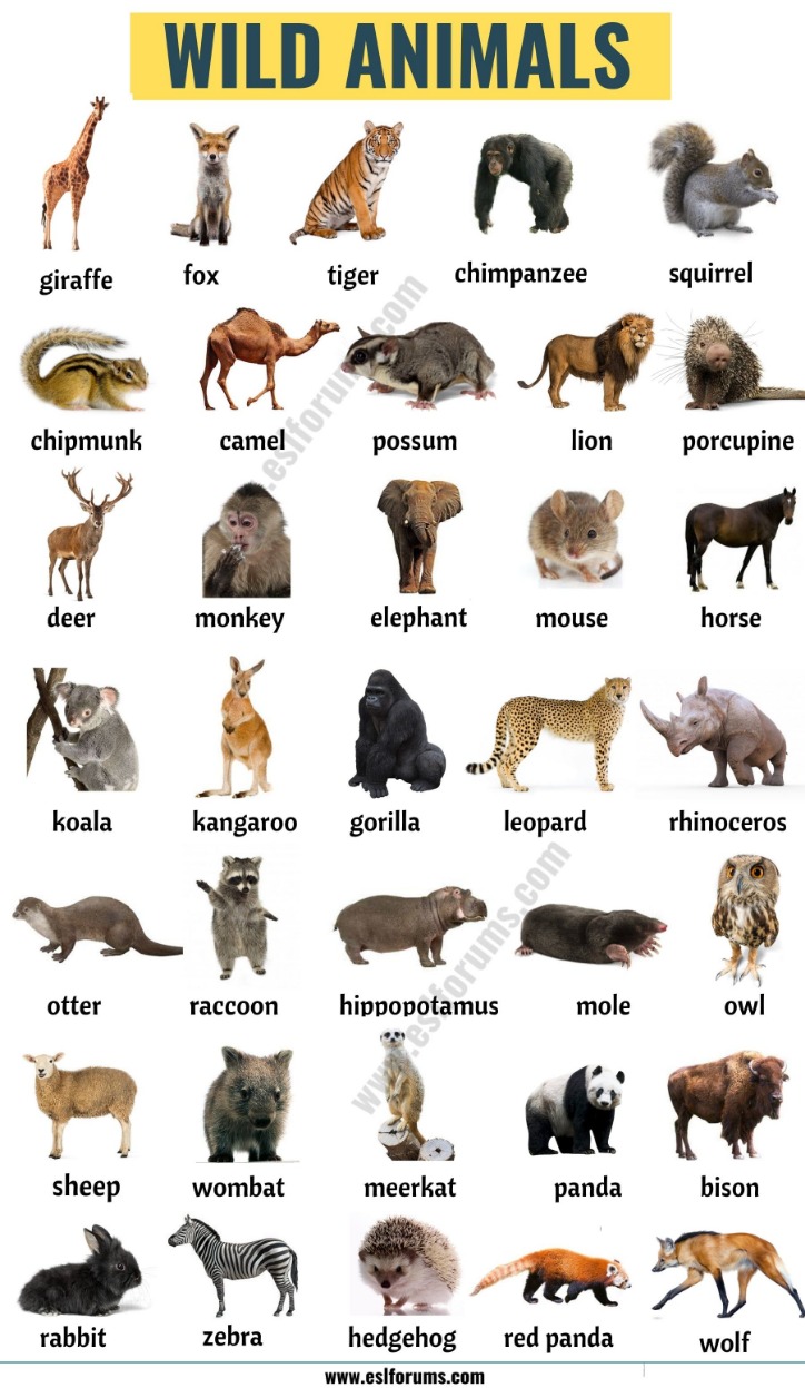 How do Animals Work? Apps on Google Play - STKT Group