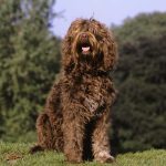The Affectionate and Playful Barbet Dogs