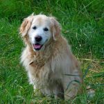How to teach your dog ‘beg’