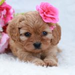 Welcome to the World of Adorable Puppies for Sale