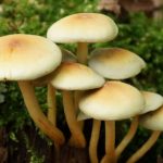 Unveiling the Mystical World of Magic Mushrooms