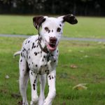 5 Surprising Benefits of Having a Dog
