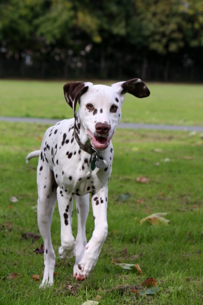 5 Surprising Benefits of Having a Dog