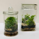 How to Save a Dying House Plant Plant Blog