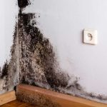 Eliminate Mold Issues with a Professional Mold Removal Company