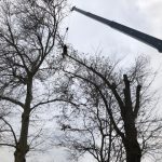 Transform Your Landscape with Expert Tree Services in Monmouth County