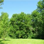Transform Your Landscape with Professional Tree Services Across Key NJ Locations