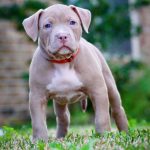 Discover Your New Best Friend: Pitbull Puppies for Sale